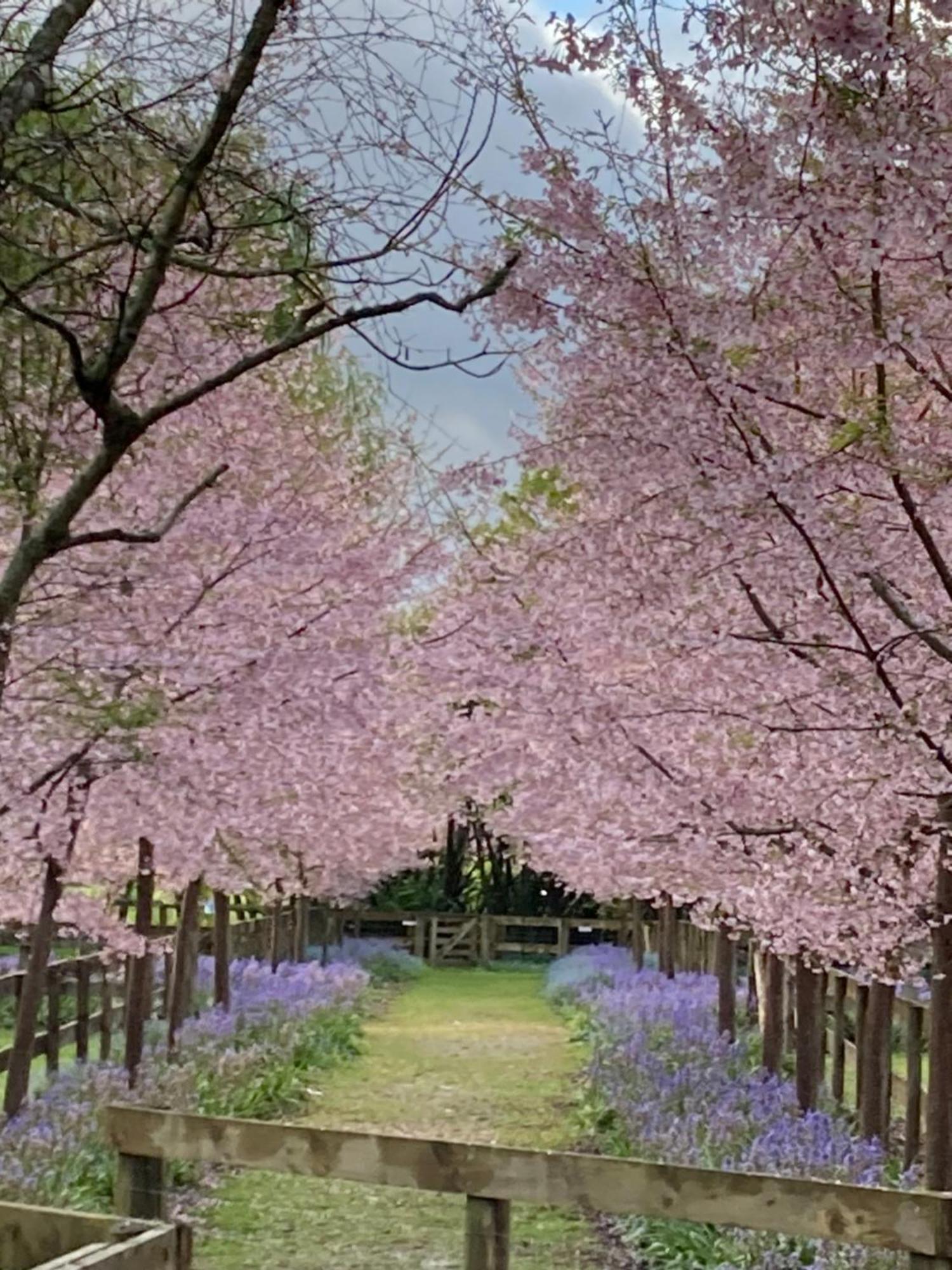English Cherry Tree Manor Tamahere Exterior foto